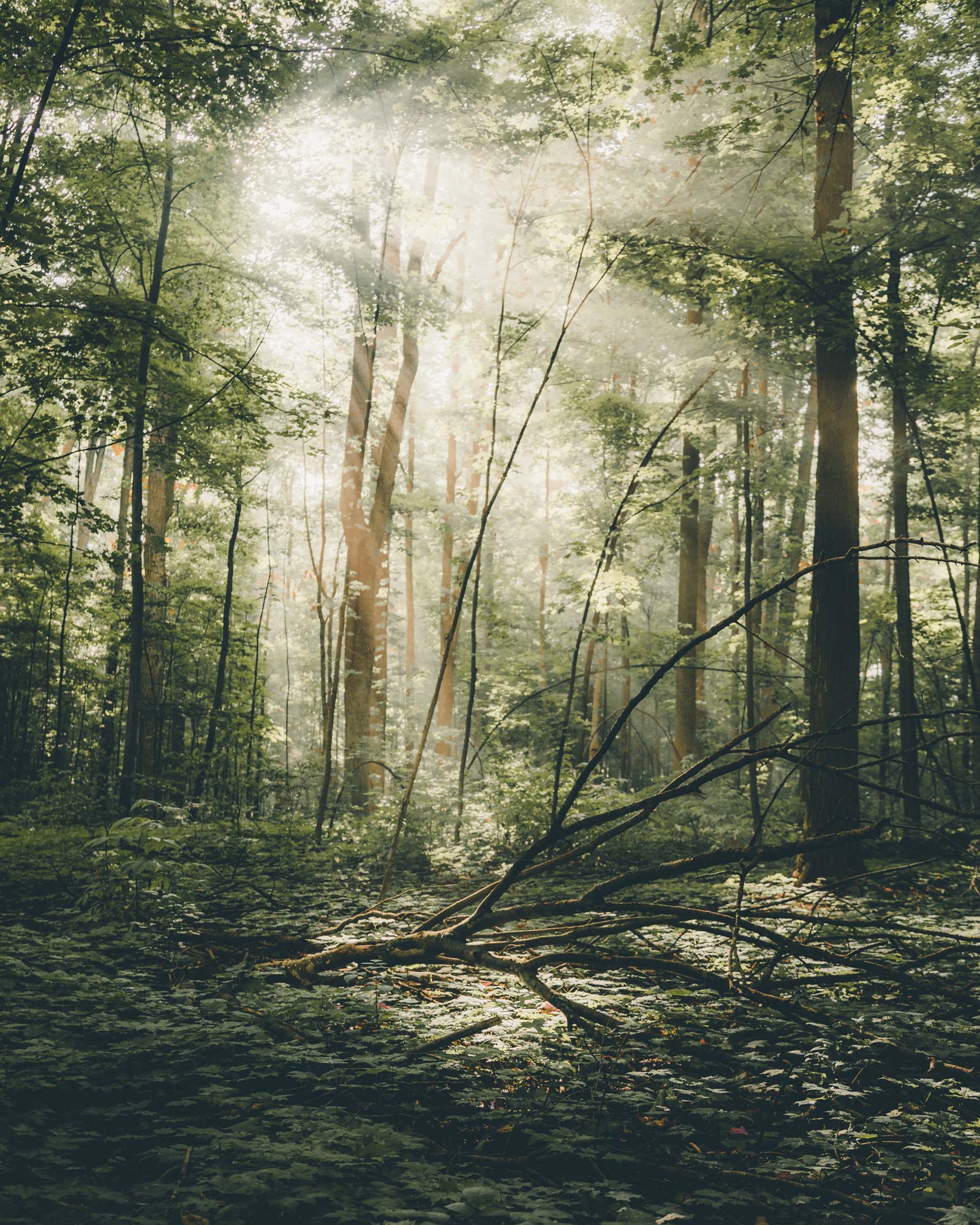 Pinelands Recovery Center of Medford - Forest Light