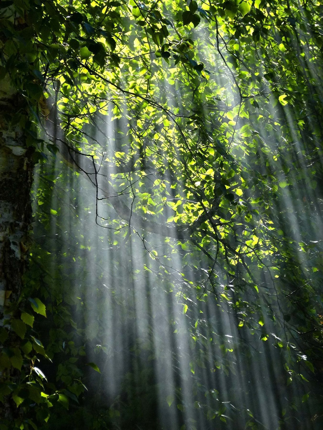 Pinelands Recovery Center of Medford - Forest Rays